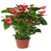 ANTHURIUM-ANDREANUM