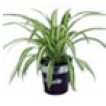 CHLOROPHYTUM