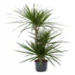 LE-DRACAENA