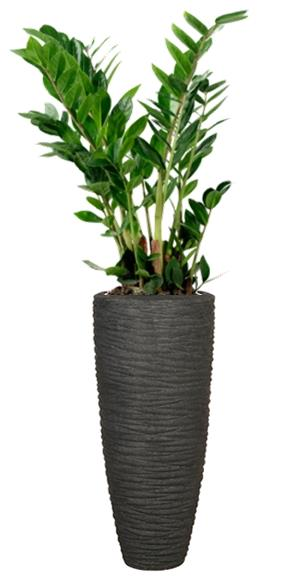 Zamioculcas dans un bac Polystone Seaside Smoke Zamioculcas dans un bac Polystone Seaside Smoke