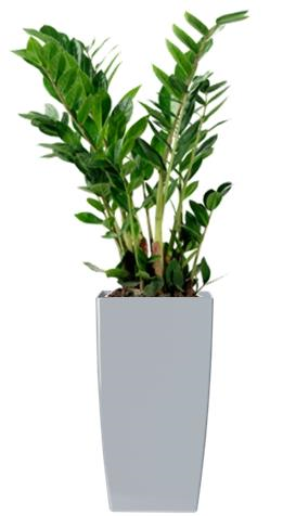 Zamioculcas dans un bac Phoenix Zamioculcas dans un bac Phoenix