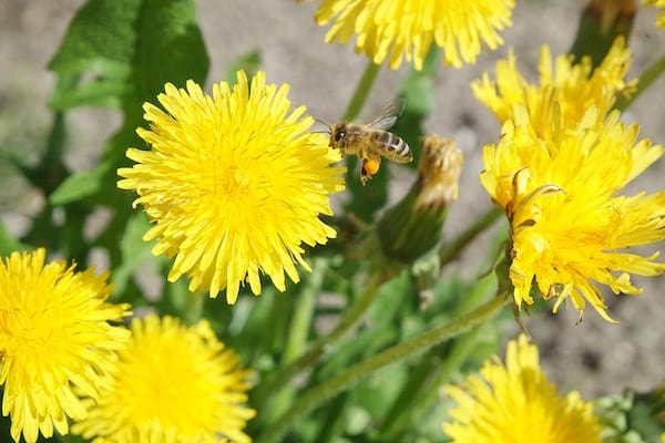 Plantes et Fleurs Comestibles