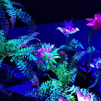 THE SECRET BOX - plantes luminescentes