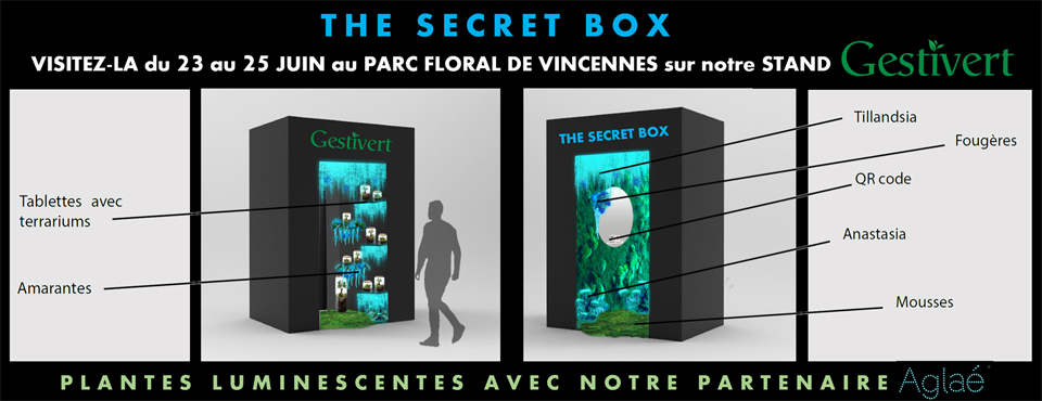 THE SECRET BOX - plantes luminescentes